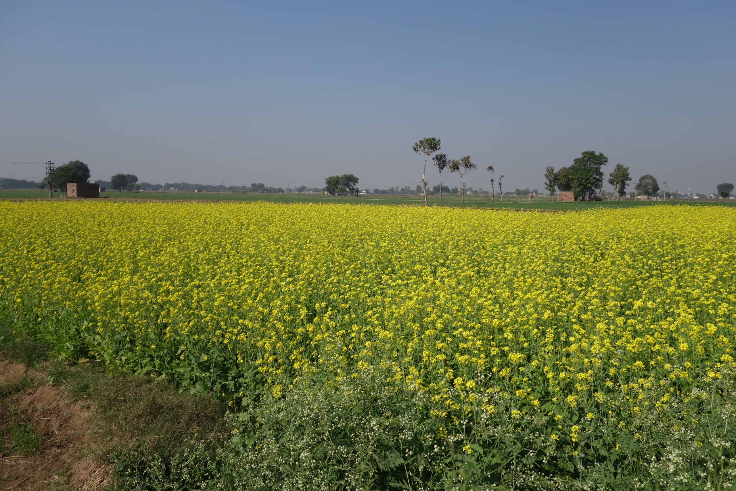 sarso from punjab