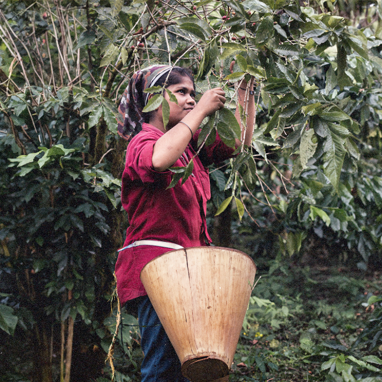 Behind your Brew_ A Plantation Trail in Coorg 02