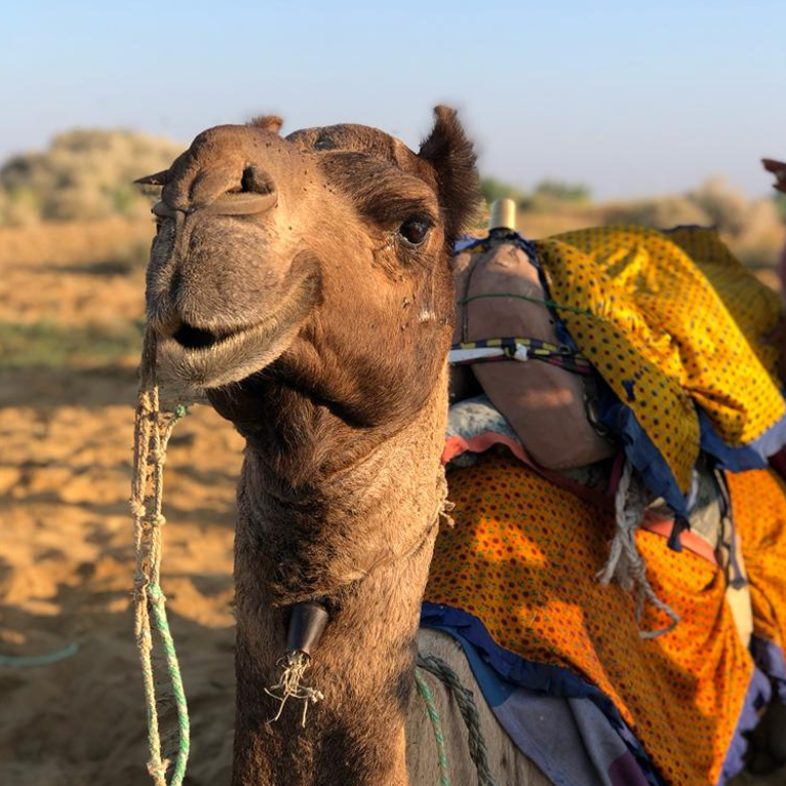 Beyond the Brochure_ Desert Country & Jaisalmer 02